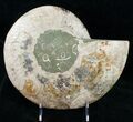 Gorgeous Split Ammonite Pair - Agatized #12457-3